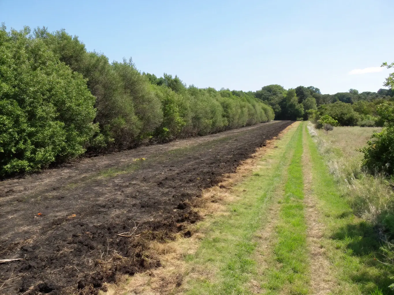 A serene image of a controlled burn in a managed forest, showcasing ACCA DE MOLEDES's commitment to habitat management and wildfire prevention.