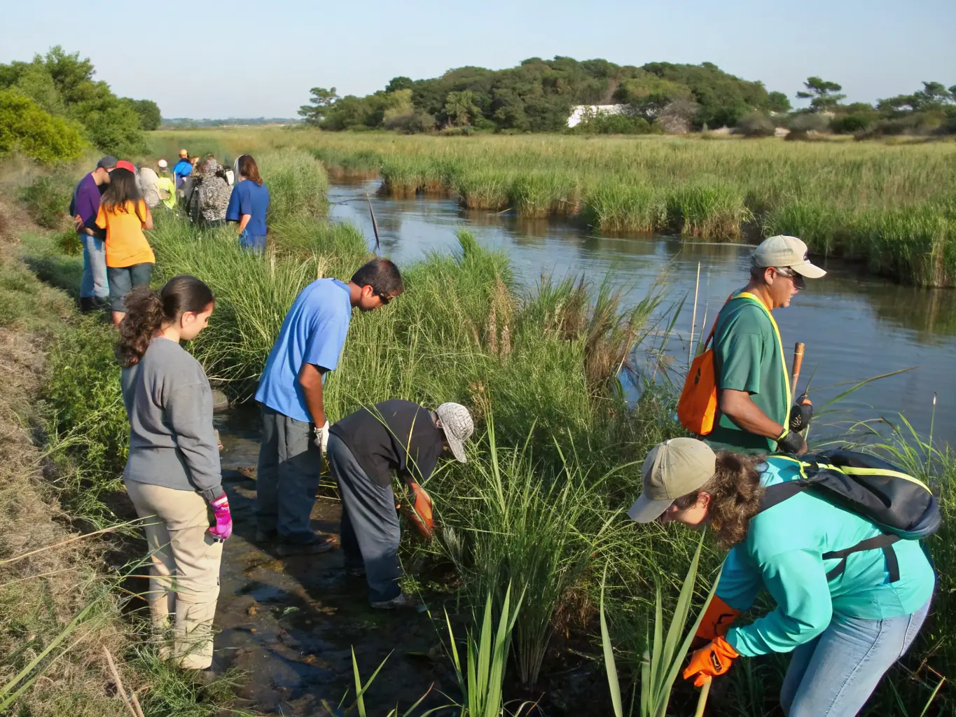 A photograph illustrating ACCA DE MOLEDES volunteers working to control an invasive species in a protected wetland area, removing plants and restoring the natural habitat to benefit native wildlife.
